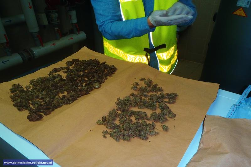 Ponad 800 porcji narkotykw przechwycili policjanci z powiatu zgorzeleckiego