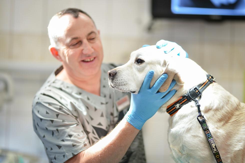 Weterynarze UPWr bd leczy psy ratownicze