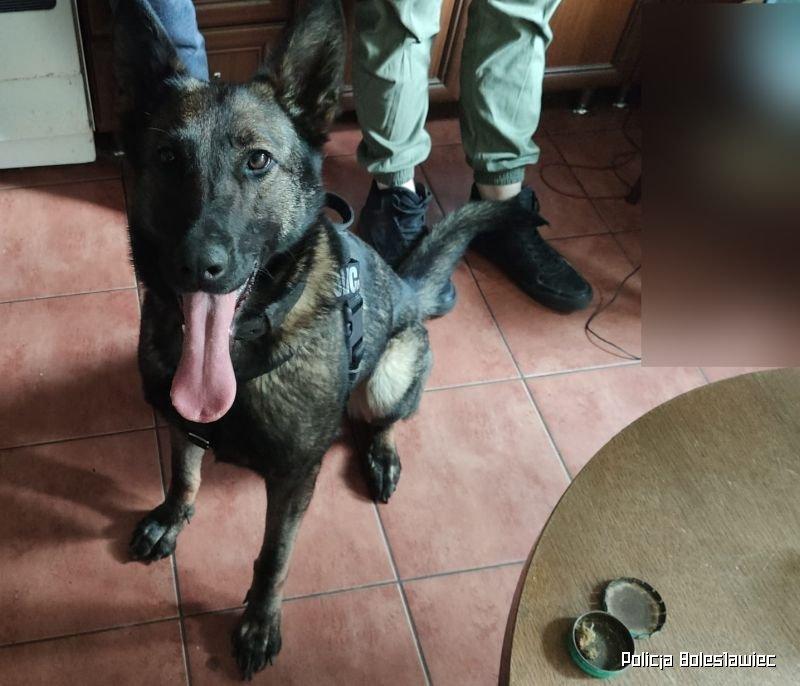 Policyjny pies znalaz narkotyki w mieszkaniu zatrzymanego